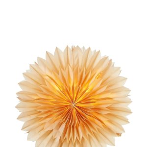 Solina Bordsstjärna Nougat 60 cm